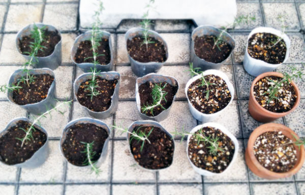 ローズマリーの挿し木