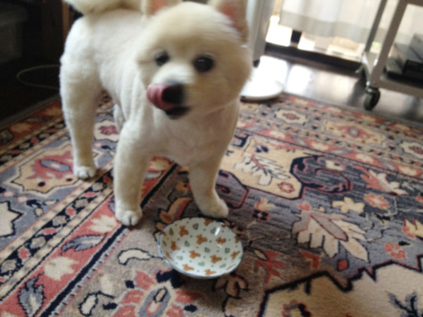 蕎麦を食べるシロ