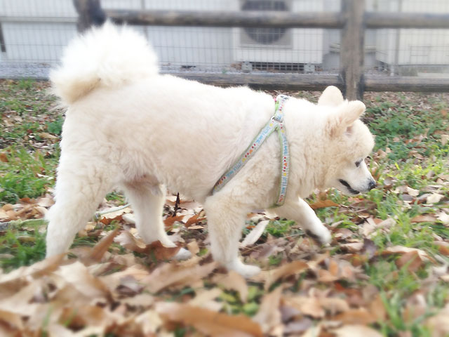 シロの散歩