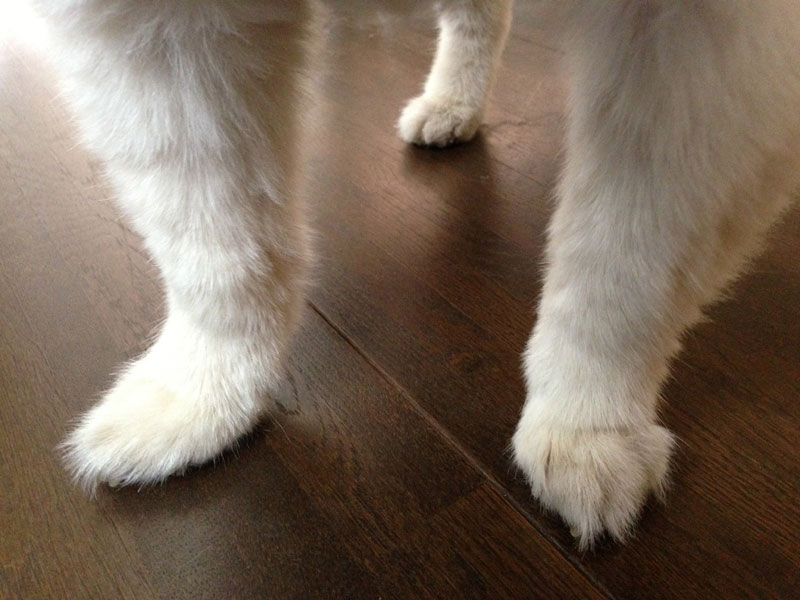 記事とは関係ないけど、シロの足