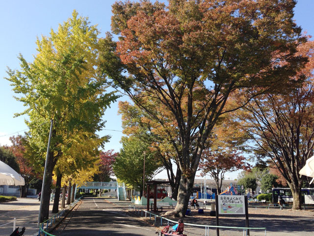秋の紅葉ランニング