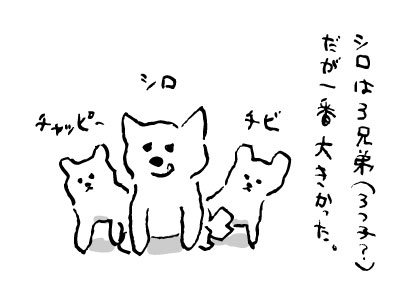 シロは３兄弟