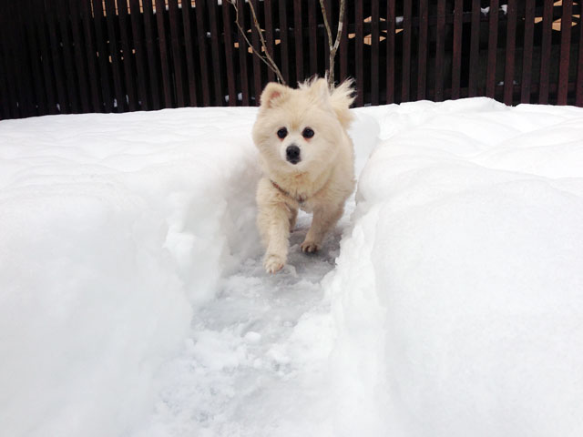 雪道を走るシロ