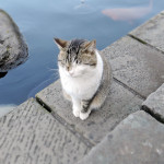 グラバー園にいた猫