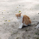 福山城にいた猫