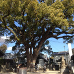 艮神社のくすのき(時をかける少女のロケ地)