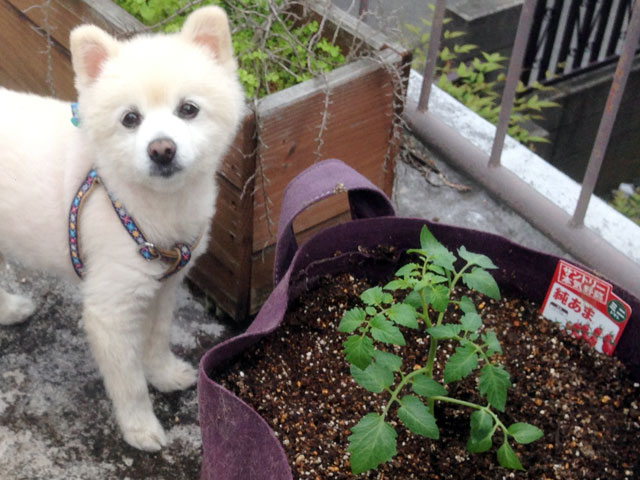 トマトの苗とシロ
