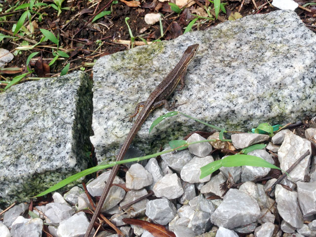 トカゲのトーちゃん