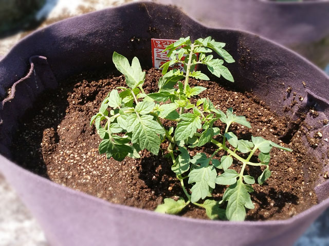 トマトの苗