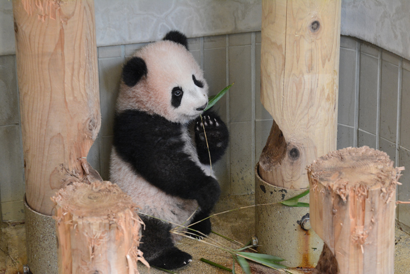 シャンシャン（香香）