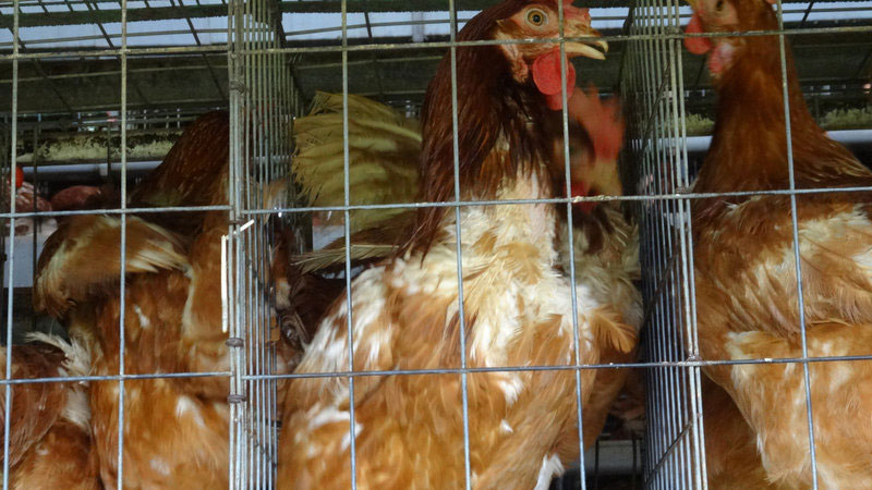 生き物を食べてる