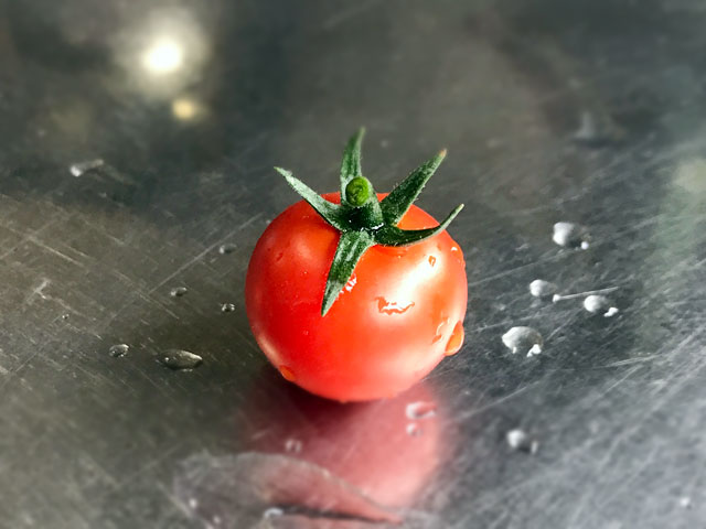 今年のトマトの初収穫