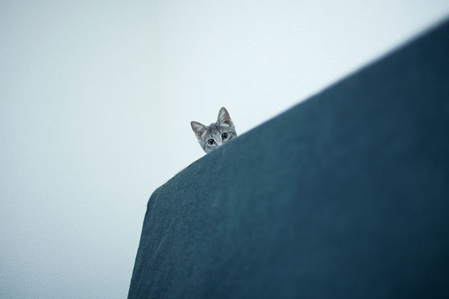 世界から猫が消えたなら