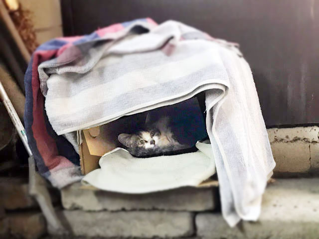 猫小屋に子猫が（冬）