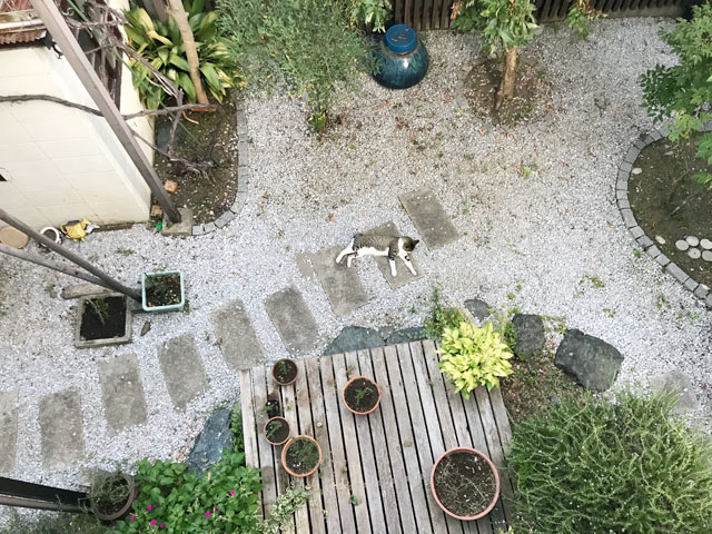 庭の真ん中で猫が寝てた
