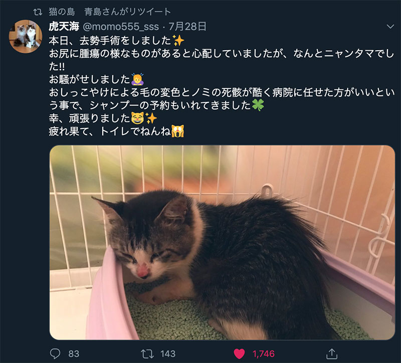 いじめられっ子の猫の幸（サチ）